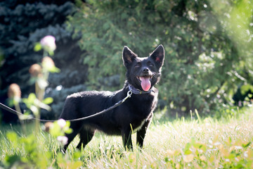 Black dog outdoor in summer forest green lawn grass