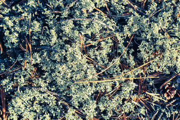 Abstract light green forest moss background. Taiga ground green mosses with fir needles close up shot