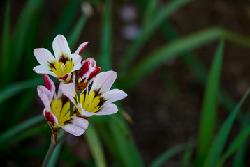 Obraz premium スパラキシス スイセンアヤメ