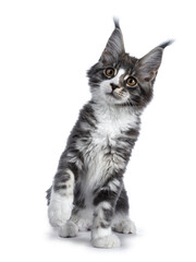Super cute blue tabby with white Maine Coon cat kitten sitting with front paw lifted / playing, looking up isolated on white background