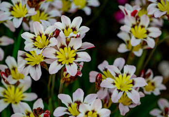 スパラキシス　スイセンアヤメ