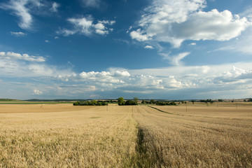 Large field of grain, horizon and blue sky