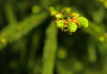 A green branch of spruce with young shoots on a blurred background. Shallow depth of field. In the category of texture, screen saver, wallpaper.