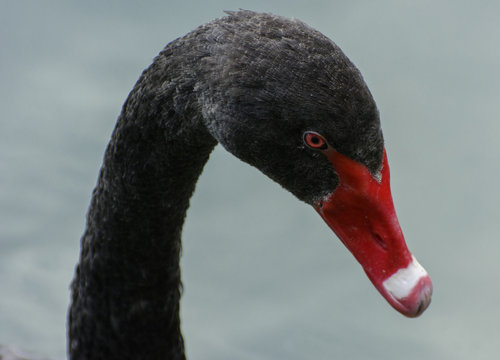 A graceful black swan floats in a lake with muddy water .. A bright bird with a beautiful red beak close-up on a blurred background. Shallow depth of field.