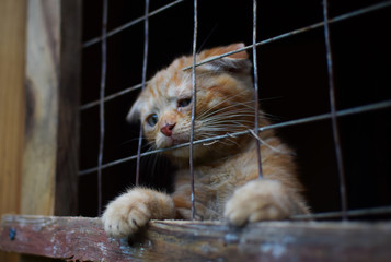 cat shelter