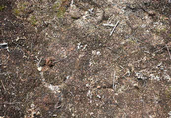 Texture dried moss