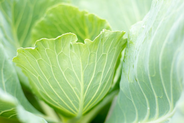 green leaf background