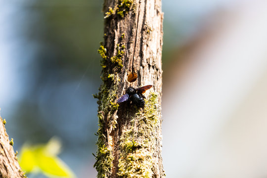 Gro&szlig;e Holzbiene