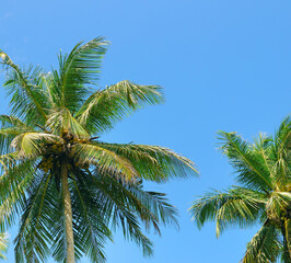 Fototapeta na wymiar Tropical palm trees and blue sky.