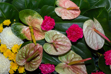 Flamingo Flower