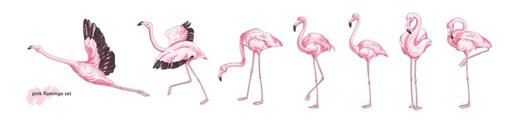 Collection of pink flamingo in various poses isolated on white background. Set of gorgeous exotic bird or tropical avian in different postures. Colorful hand drawn realistic vector illustration. - obrazy, fototapety, plakaty