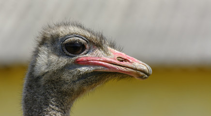 The head of an ostrich close-up on a blurred background. Red beak, surprised big eyes and tousled bristles. Shallow depth of field.