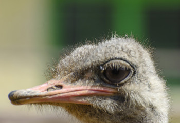 The head of an ostrich close-up on a blurred background. Red beak, surprised big eyes and tousled bristles. Shallow depth of field.