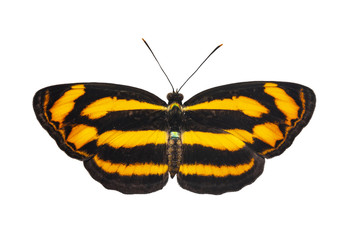Isolated dorsal view of common lascar butterfly ( Pantoporia hordonia ) on white