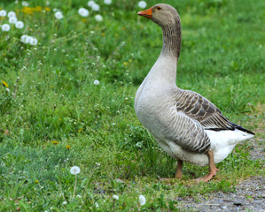Naklejka na ściany i meble A large homemade gray goose grazes on a background of green grass with yellow dandelions.