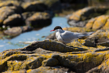 Arctic tern (Sterna paradisaea) adult at breeding colony