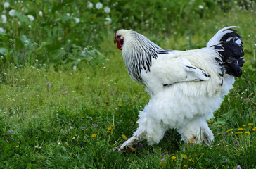 A very large Brahma chicken with an arco red comb on its head and black and white color grazing on the background of a juicy green grass.