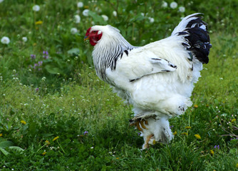 A very large Brahma chicken with an arco red comb on its head and black and white color grazing on the background of a juicy green grass.