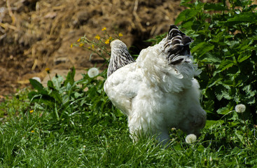A very large Brahma chicken with an arco red comb on its head and black and white color grazing on the background of a juicy green grass.