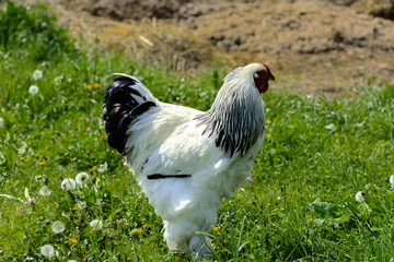A very large Brahma chicken with an arco red comb on its head and black and white color grazing on the background of a juicy green grass.