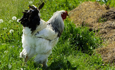 A very large Brahma chicken with an arco red comb on its head and black and white color grazing on...