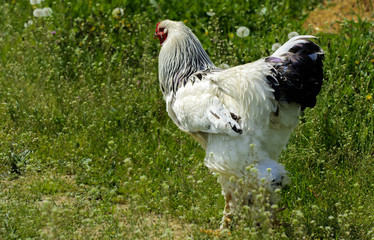 Naklejka na ściany i meble A very large Brahma chicken with an arco red comb on its head and black and white color grazing on the background of a juicy green grass.