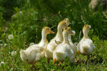 Small domestic white ducklings graze on a background of green grass with yellow dandelions.