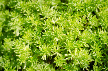 Green Leaves background