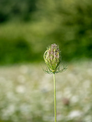 Wild carrot, Daucas carota seedhead, Aka Queen Anne's lace, Bishop's lace.