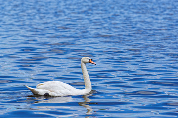 White swan is swimming on blue lake water