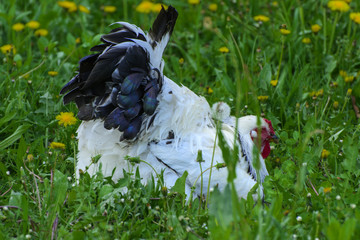 A very large Brahma chicken with an arco red comb on its head and black and white color grazing on...