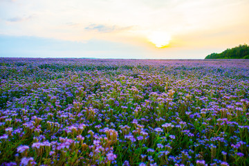 Phacelia field at sunset