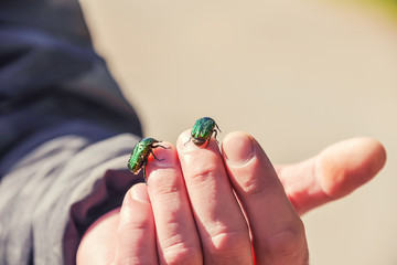 bug sits on the hand