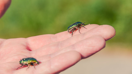 bug sits on the hand