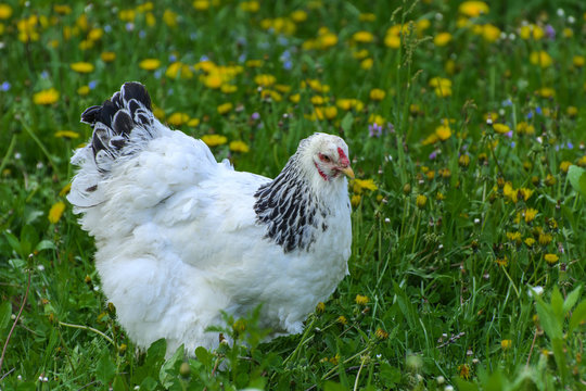 A very large Brahma chicken with an arco red comb on its head and black and white color grazing on the background of a juicy green grass.
