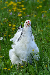 A very large Brahma chicken with an arco red comb on its head and black and white color grazing on the background of a juicy green grass.
