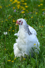 A very large Brahma chicken with an arco red comb on its head and black and white color grazing on...