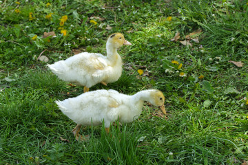 Small domestic white ducklings graze on a background of green grass with yellow dandelions.