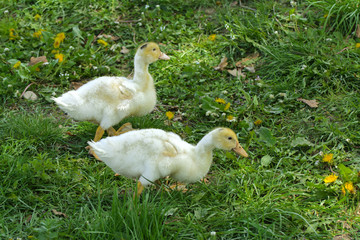 Small domestic white ducklings graze on a background of green grass with yellow dandelions.
