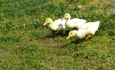 Small domestic white ducklings graze on a background of green grass with yellow dandelions.