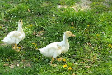 Small domestic white ducklings graze on a background of green grass with yellow dandelions.