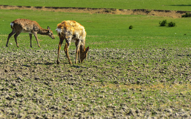 A unique period of molting deer. The deer loses its hair. It starts with the head, then goes over to the neck, legs, back and, finally, to the sides and belly. Scary ugly fur with bald patches