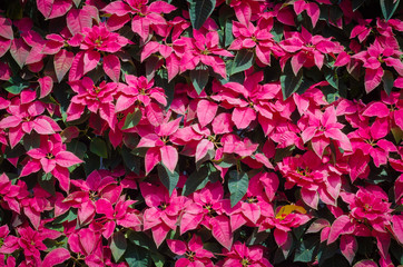 Red leaf texture. Leaf texture background