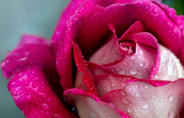 Pink rose closeup with water drops. Flowers background.