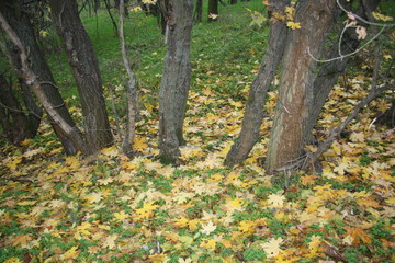 Obraz premium Yellow maple leaves lying on the grass under the trees
