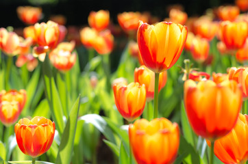Tulip flower background, Colorful tulips nature in spring, close up