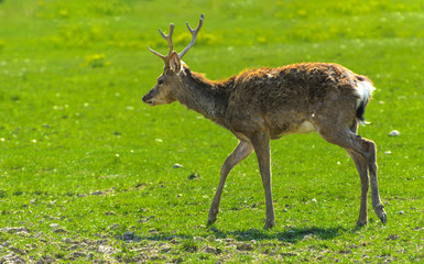 A unique period of molting deer. The deer loses its hair. It starts with the head, then goes over to the neck, legs, back and, finally, to the sides and belly. Scary ugly fur with bald patches