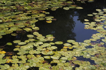 Río