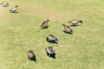 Ducks on green lawn