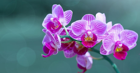 Pink orchid with water drops isolated on blue background.